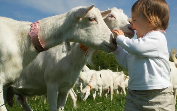Découvrez les animaux de la ferme avec vos enfants lors d’un séjour en camping